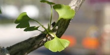 Gingo - Hojas (Ginkgo biloba)