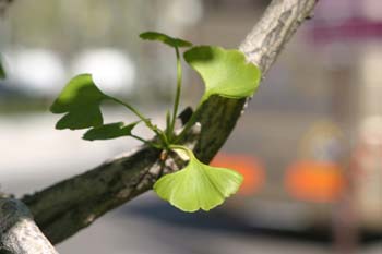 Gingo - Hojas (Ginkgo biloba)