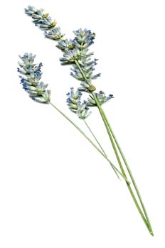 Ramas de lavanda