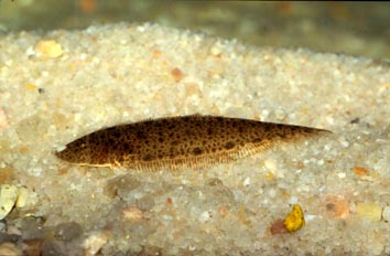 Pez plano (Pleuronectido)