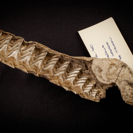 IES_SANISIDRO_MUSEO_Zoolgía_073