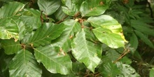 Haya - Hoja (Fagus silvatica)