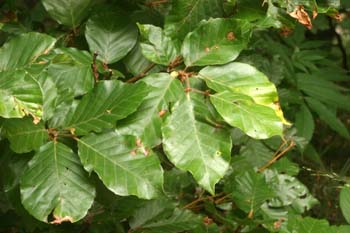 Haya - Hoja (Fagus silvatica)