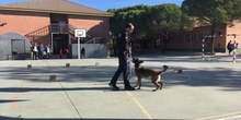 2017_11_13_UNIDAD CANINA MUNICIPAL_CEIP FDLR_LAS ROZAS_2017 5