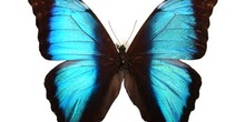 Morpho deidamia (Guayana)
