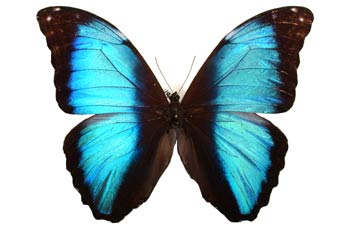 Morpho deidamia (Guayana)