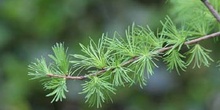 Alerce (Larix laricina)