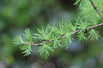 Alerce (Larix laricina)