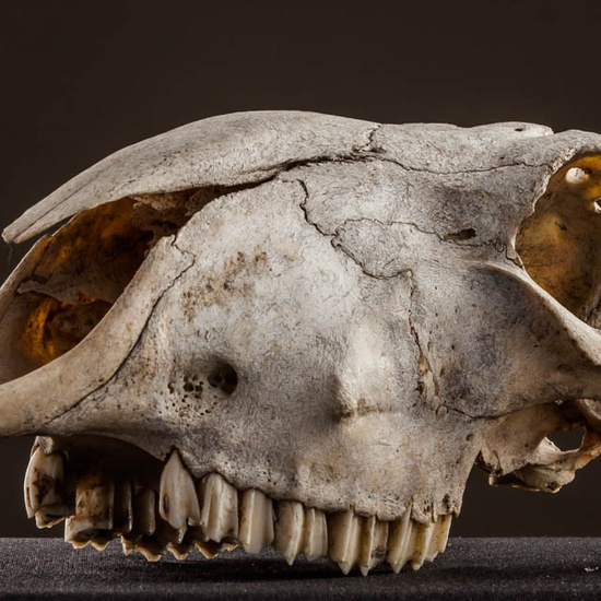 IES_ISABELLACATOLICA_BIOLOGIA_591