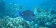 Pez cirujano (Acanthurus sp.)