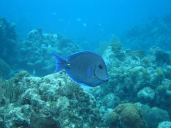 Pez cirujano (Acanthurus sp.)