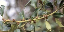 Acebo - Flor (Ilex aquifolium)