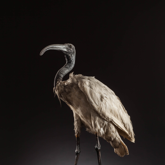 IES_SANISIDRO_MUSEO_Aves_141