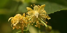 Tilo común - Flores (Tilia platyphyllos)