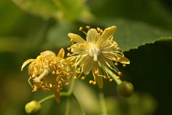 Tilo común - Flores (Tilia platyphyllos)