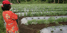 Plantación de tomate, Jogyakarta, Indonesia