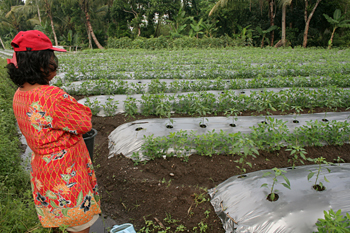 Plantación de tomate, Jogyakarta, Indonesia