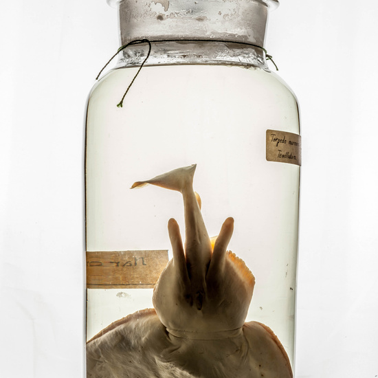 IES_CARDENALCISNEROS_CIENCIASNATURALES_341