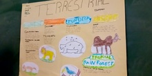 Terrestrial Ecosystem 5ºA (By Rubí, Noelia, Leslie, Jorge, Javier and Alberto)
