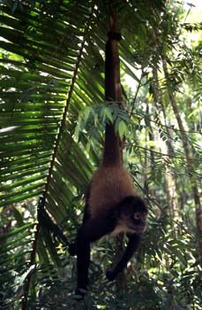 Simio en las orillas del río Dulce, Livingston, Guatemala