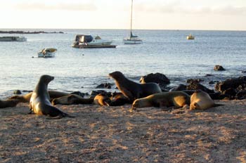 Colonia de Lobos Marinos en la Isla San Cristóbal, Ecuador