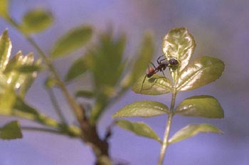 Hormiga del bosque (Formica rufa)