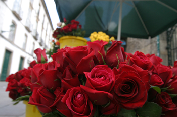 Puesto de rosas en Santiago de Compostela, La Coruña, Galicia