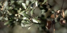 Encina - Hoja (Quercus ilex)