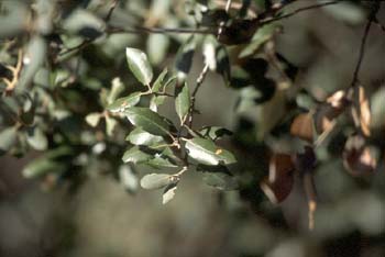 Encina - Hoja (Quercus ilex)