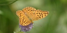 Nacarada (Argynnis paphia)