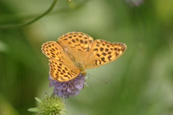 Nacarada (Argynnis paphia)