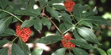 Saúco rojo - Hoja (Sambucus racemosa)