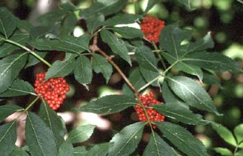 Saúco rojo - Hoja (Sambucus racemosa)