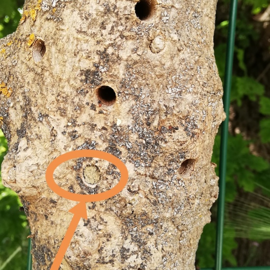 Primer visitante - Hotel de insectos