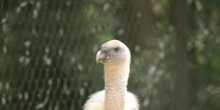 Buitre leonado (Gyps fulvus)