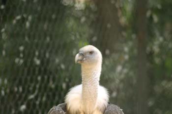 Buitre leonado (Gyps fulvus)