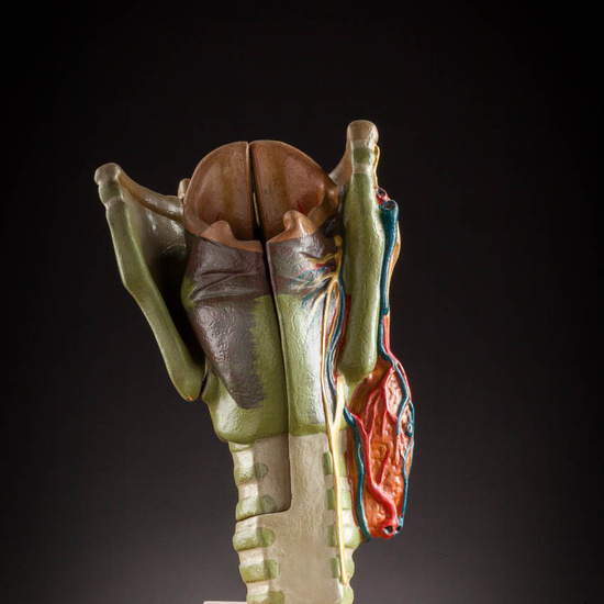 IES_ISABELLACATOLICA_ANATOMIA_043