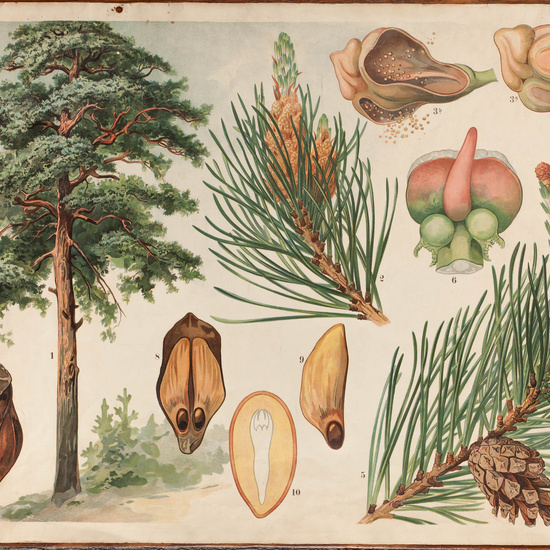 IES_CARDENALCISNEROS_BOTÁNICA_II_LÁMINAS_004