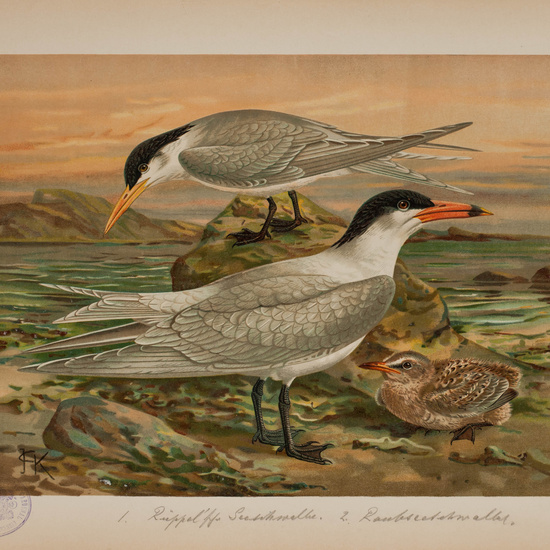 IES_CARDENALCISNEROS_AVES_LAMINAS_096