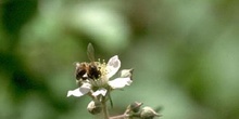 Abeja de la miel (Apis mellifera)