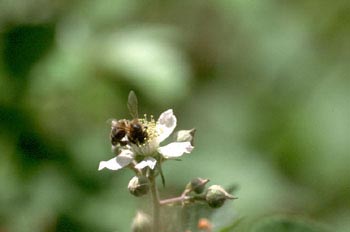 Abeja de la miel (Apis mellifera)