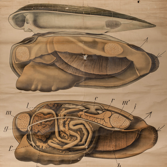 IES_RAMIRODEMAEZTU_BIOLOGIA_037