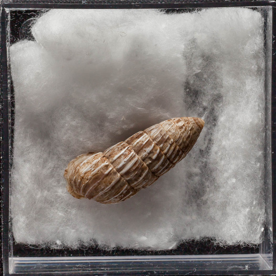 IES_ISABELLACATOLICA_BIOLOGIA_336