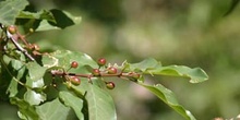 Arraclán (Frangula alnus)