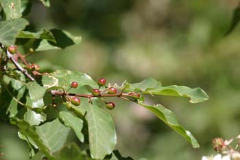 Arraclán (Frangula alnus)