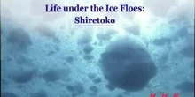 Life under the Ice Floes: The Shiretoko Peninsula in Hokkaido: UNESCO Culture Sector