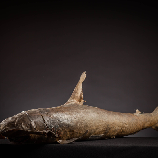 IES_SANISIDRO_MUSEO_Zoolgía_072