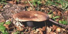 Agaricus sp.