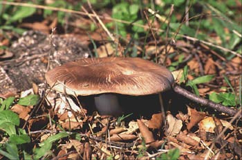 Agaricus sp.