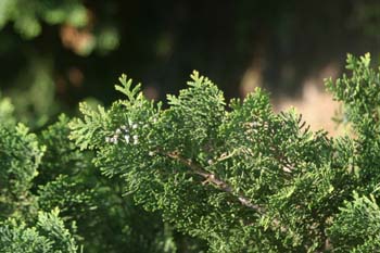 árbol de la vida chino (Thuja orientalis)